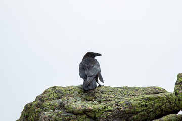 Crow with Bent Feather Standing on Lichen Covered Rock in the Fog