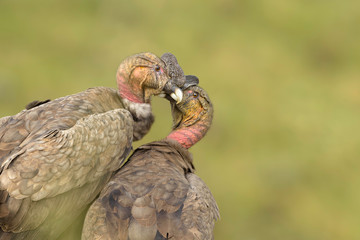 Condor juvenil macho hermanos