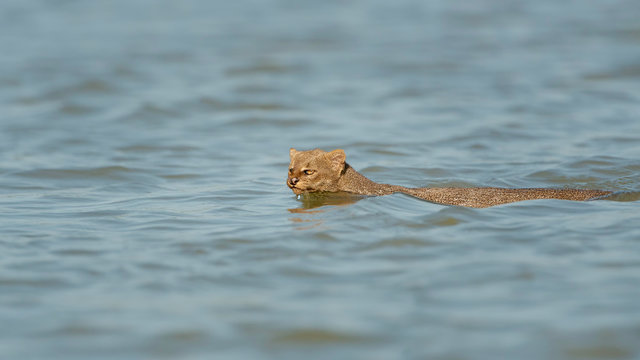 Puma yaguarundi nadando