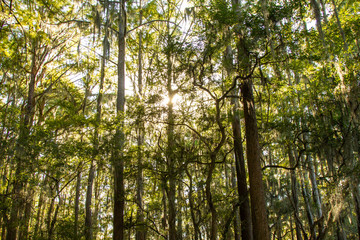 Fototapeta premium Trees in Swamp with Spanish Moss and Bright Sun Flare