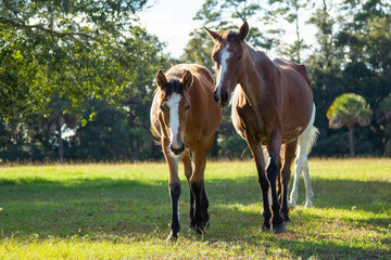 Two Brown Horses with White Blazes Walking in Green Field with Bright Sunlight