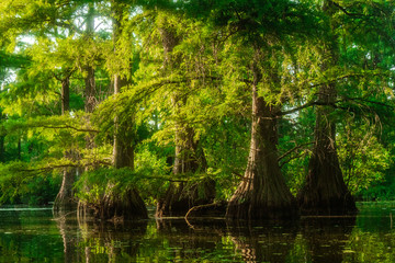 Cypress Swamp