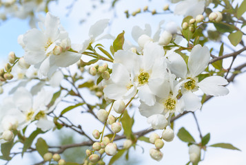 White apple tree flower