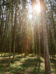 Fototapeta premium Pine forest with sunlight shining down, Mystical green forest, In thailand, Nature background