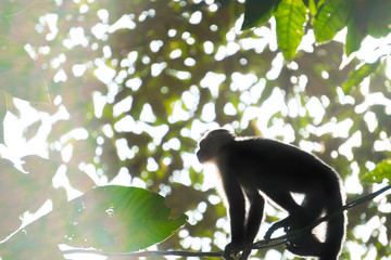 White Faced Capuchin Monkey, Costa Rica