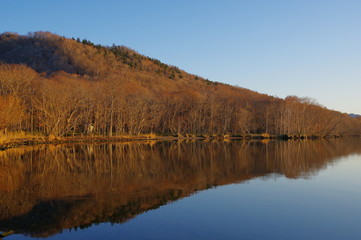 夕陽に照らされた晩秋の湖畔の森。屈斜路湖、北海道。