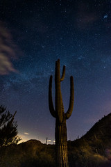 Cacti at Night