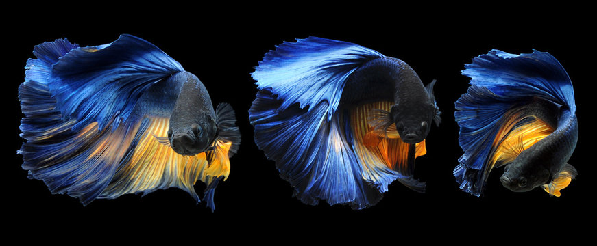 黒ベタイラスト の画像 5 314 件の Stock 写真 ベクターおよびビデオ Adobe Stock 黒ベタイラスト の画像 5 314 件の Stock 写真 ベクターおよびビデオ Adobe Stock