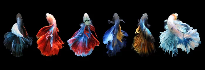 Foto op Plexiglas Nachtblauw Betta vis, siamese kempvissen, betta splendens geïsoleerd op zwarte achtergrond, vis op zwarte achtergrond, Multi kleur Siamese kempvissen,