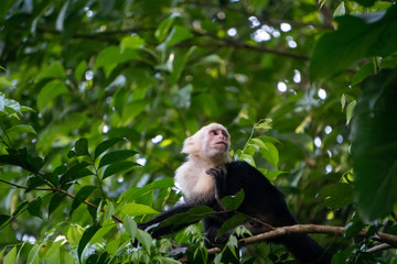 White Faced Capuchin Monkey, Costa Rica