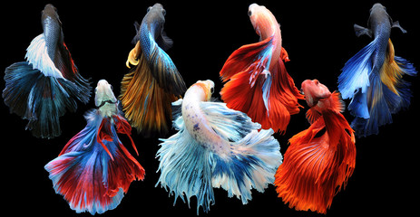 Betta fish, siamese fighting fish, betta splendens isolated on black background, fish on black...