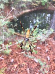 spider trap