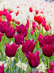 Red and white tulips