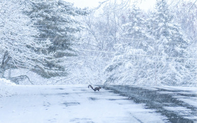 Snow covered forests and lakes in winter