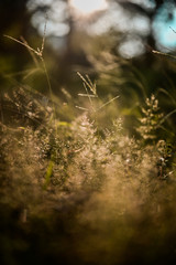 shoot backlit on green grass background in the garden.