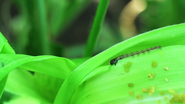 Fall armyworm (Spodoptera frugiperda) on maize,Fall armyworm and diet methods.