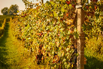 Dolcetto grapes growing in the Langhe region of Piedmont, italy