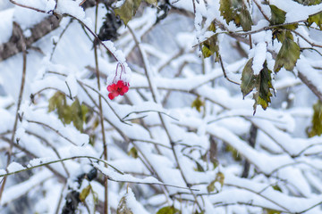 Pincherries (fire cherries) in snowstorm 