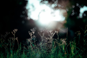 Fototapeta na wymiar shoot backlit on green grass background in the garden.