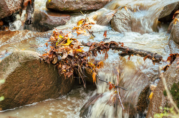 Fall leaves in a small stream in the forest.