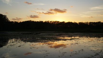 Fototapeta premium Louisiana swamp sunset and silhouettes