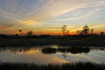 Louisiana swamp sunset and silhouettes