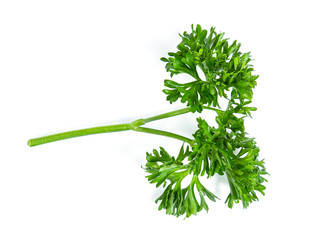 Parsley isolated on white background