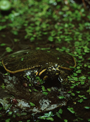 Florida Softshell Turtle (Apalone Ferox)