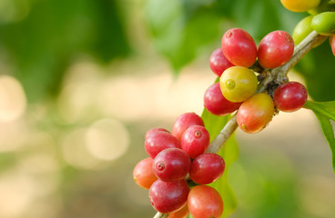 Close up bean coffee in nature
