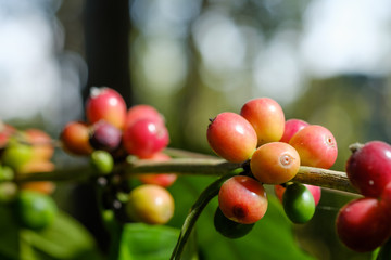 Close up bean coffee in nature