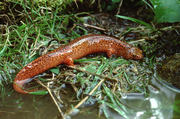 Black-Chinned Red Salamander (Pseudotriton Ruber Schencki)