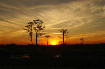 Louisiana swamp sunset and silhouettes