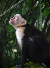 White Faced Capuchin Monkey, Costa Rica