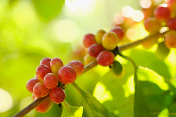 Close up bean coffee in nature