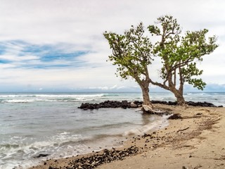 Beach tree in Hawaii