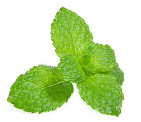 green mint pepper leaf isolated on white background