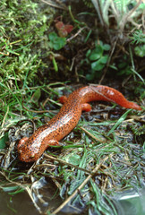 Black-Chinned Red Salamander (Pseudotriton Ruber Schencki)