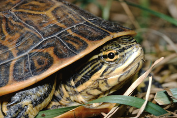 Chicken Turtle (Deirochelys Reticularia)