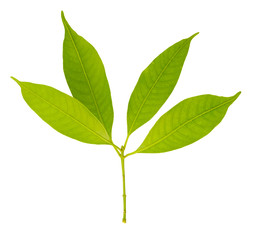 greeen leaf on isolated and white background