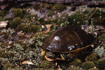 Chicken Turtle (Deirochelys Reticularia)