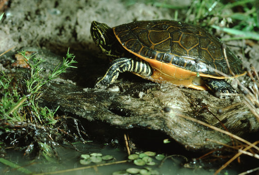 Chicken Turtle (Deirochelys Reticularia)