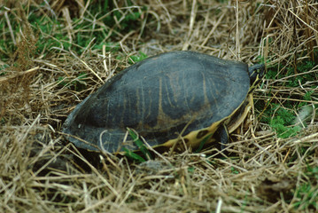 Chicken Turtle (Deirochelys Reticularia) Laying Eggs