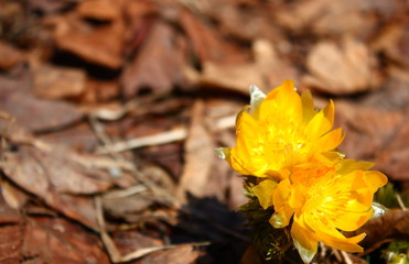 福寿草。早春の野に咲く黄色い花。