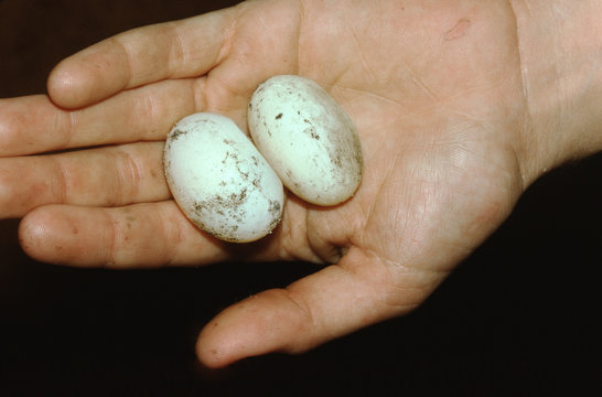 Chicken Turtle (Deirochelys Reticularia) Eggs