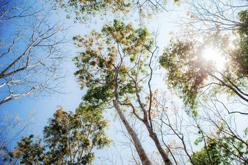 Fototapeta premium Dry tree at the sunlight.
