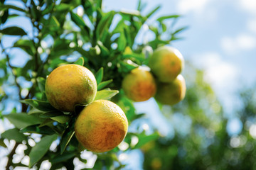 Obraz premium Orange on tree at sky.