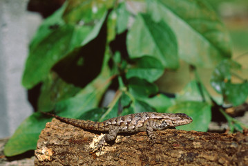 Eastern Fence Lizard (Sceloporus Undulatus)