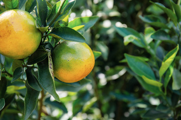 Orange on tree in farm.