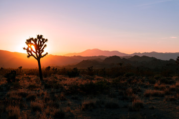 Fototapeta na wymiar silhouette Joshua Tree during sunset