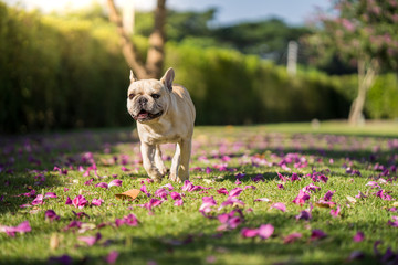 Cute french bulldog playing under Bauhinia purpurea tree in the garden.